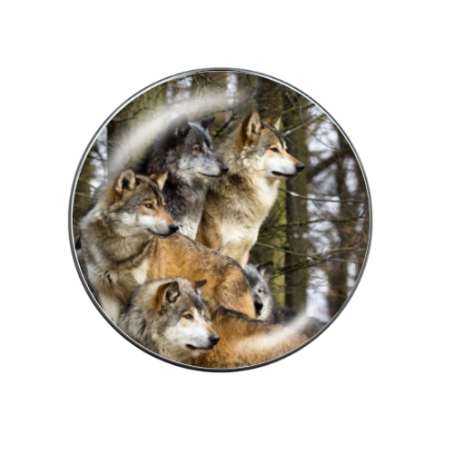 Wolf Pack Print Glass 20MM Snap Jewelry Charm